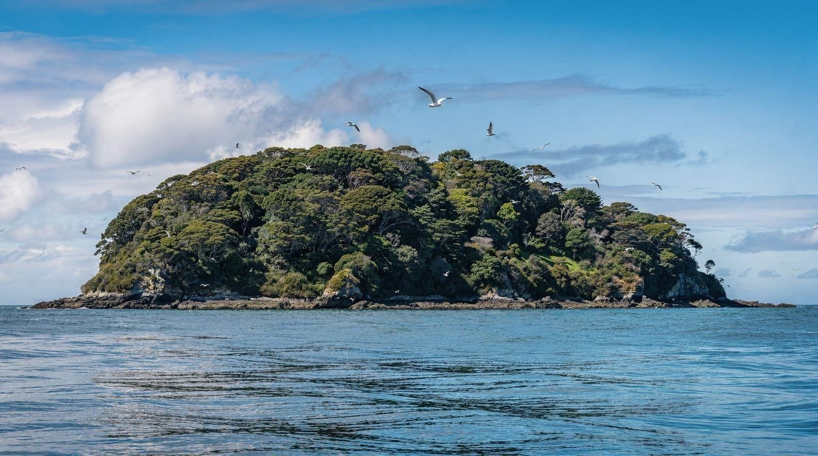 Kāpiti Island Nature Reserve, New Zealand