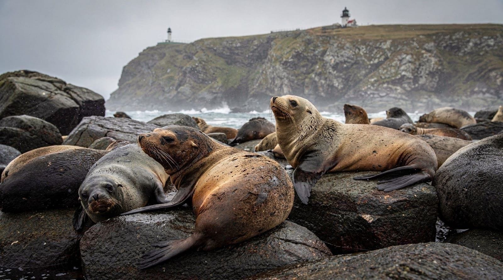 Guida alle foche e al faro di Cape Palliser