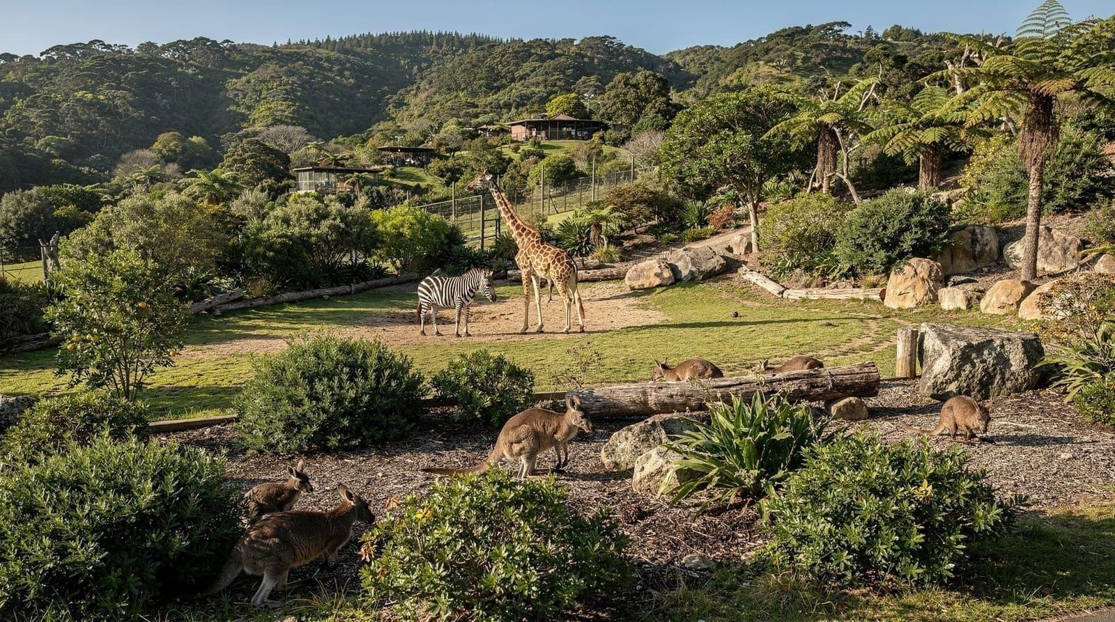 Guida al Wellington Zoo