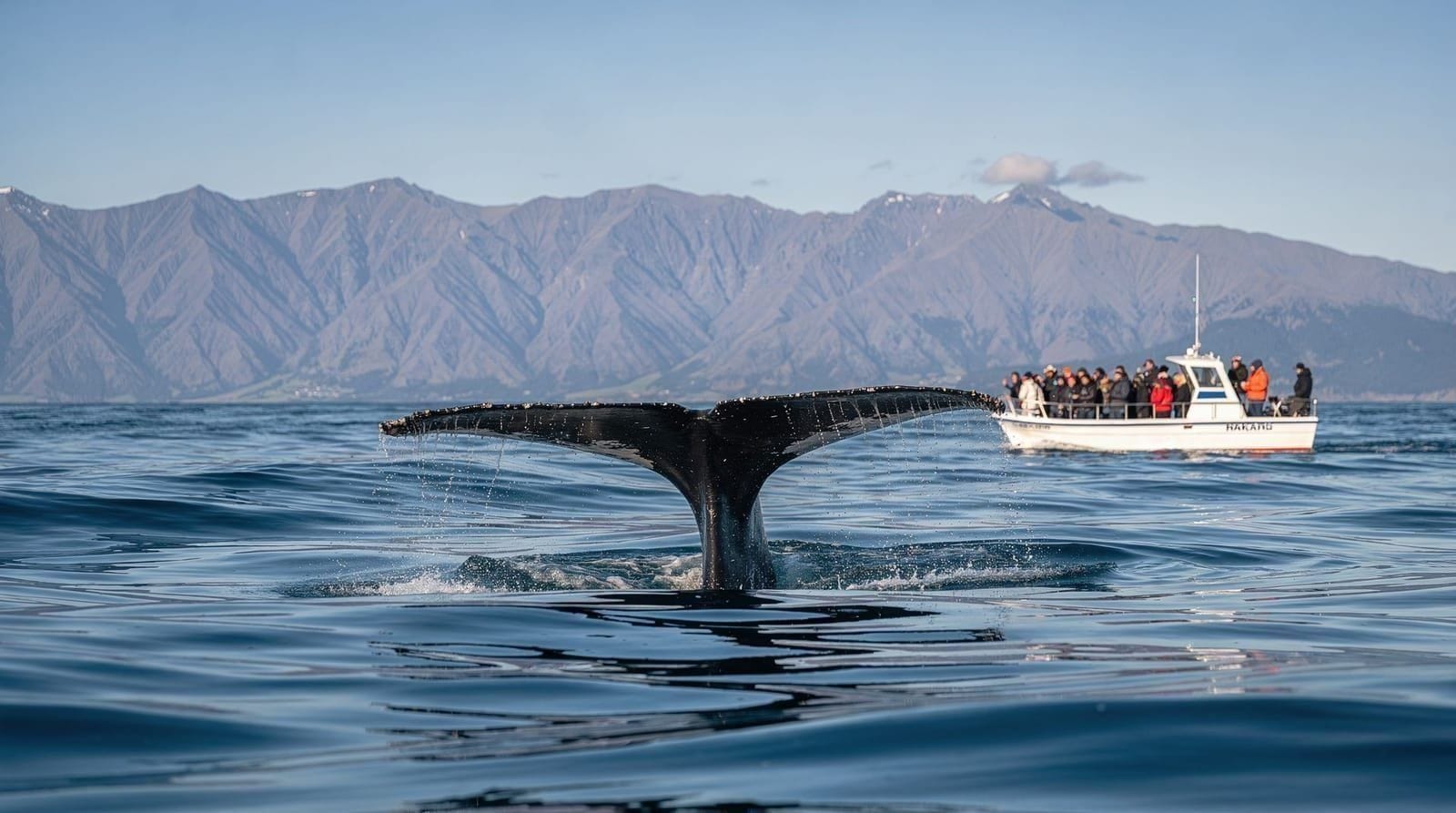 Kaikōura whale-watching review: boat vs helicopter, and is it worth the trip?